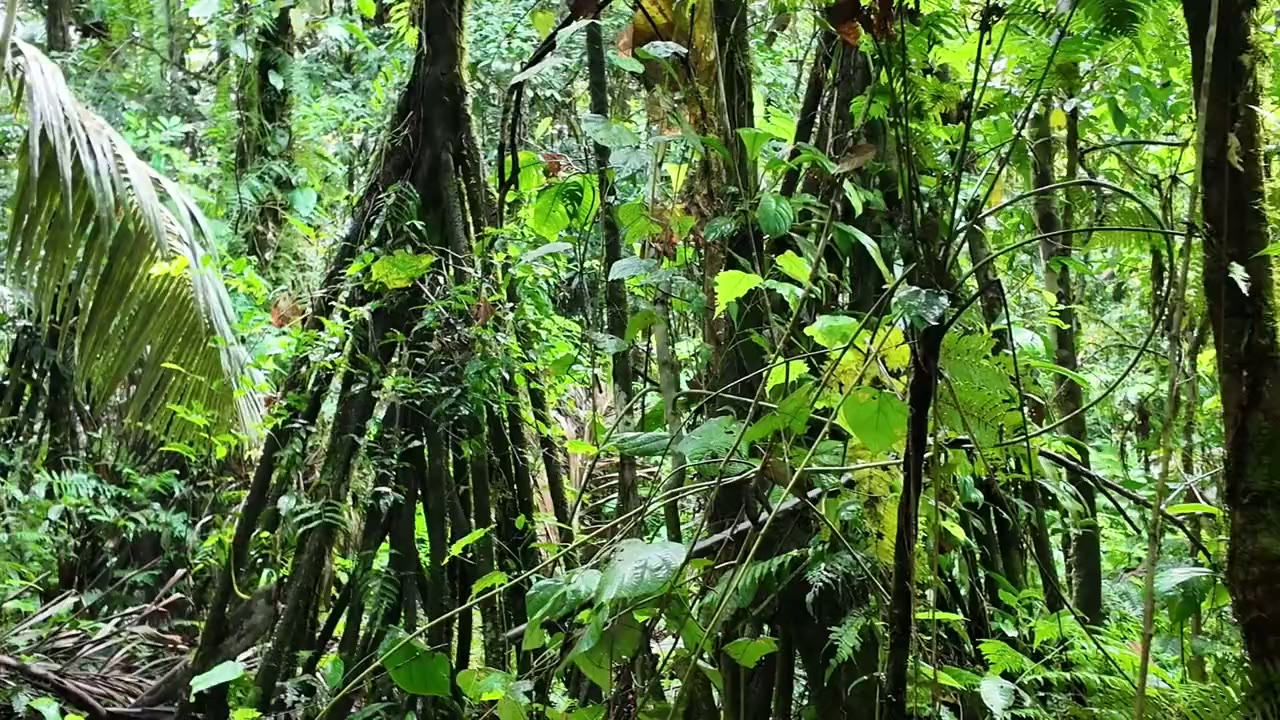Under the giant trees of the primary forest